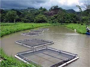 Tilapia cages in one of the ponds. 